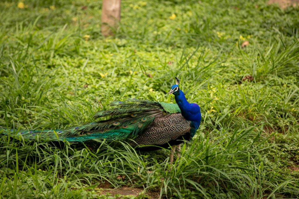 An image showing peacock lying on the green grass